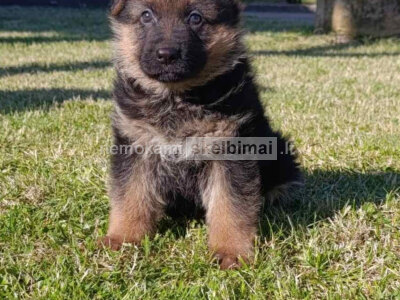 Vokiečių aviganis gražūs šuniukai