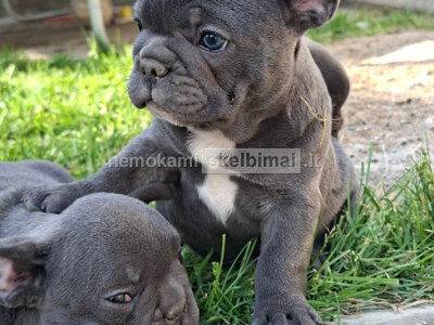 Prancūzų buldogas sky blue šuniukai