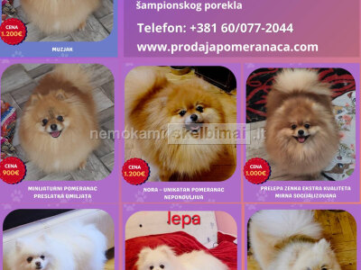 Pomeranijos veislės veislynas parduodamas