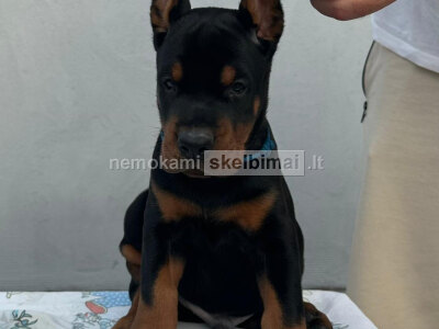 Dobermanas Parduodami šuniukai