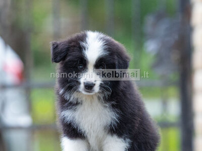 Border Collie Nuostabūs šuniukai