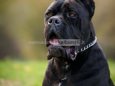 Cane Corso patinas parduodamas