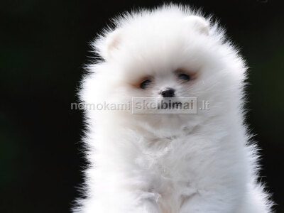 Pomeranijos Boo nuostabūs šuniukai