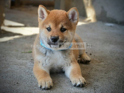 Shiba Inu Gražūs šuniukai