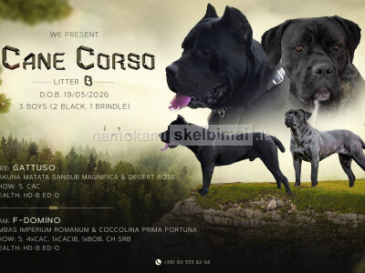 Cane Corso gražūs šuniukai