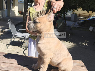 Cane Corso Gražūs Formentino spalvos patinukai pardavimui