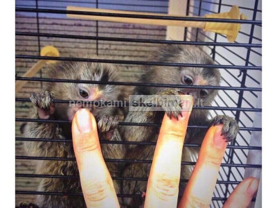 Parduodami marmozečių beždžionėlių jaunikliai