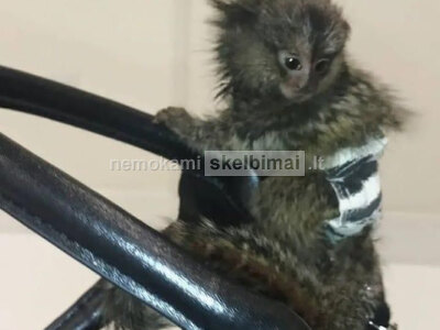 Parduodami marmozečių jaunikliai