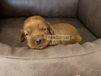 Cockapoo raudoni šuniukai