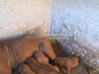 Bordo dogo šuniukai