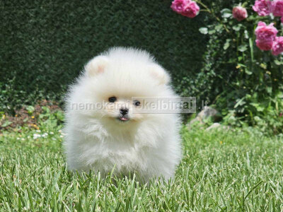 Pomeranijos BOO meškiukai Pomeranijos špicų šuniukai