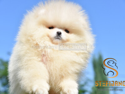 Pomeranijos BOO meškiuko tipo šuniukai Pomeranijos špicų šuniukai