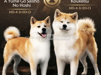 Akita Inu Gražūs FCI šuniukai