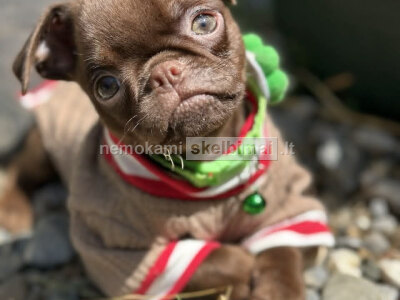 Chocolate Petit Brabancon Smooth Brussel Griffon