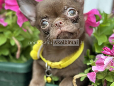 Lilac chocolate boys chihuahua