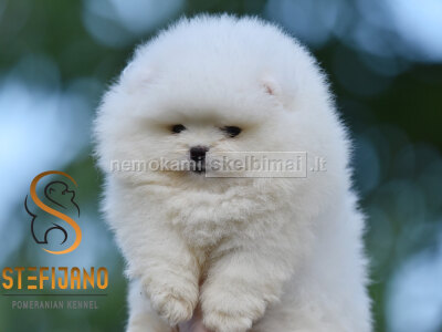 Pomeranian BOO meškiuko tipo šuniukai