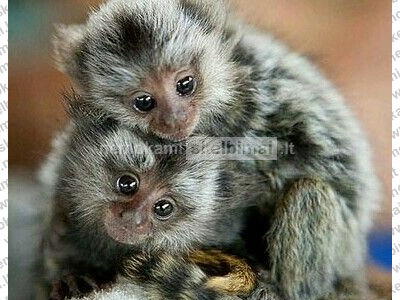 Parduodamos protingos marmozečių beždžionėlės