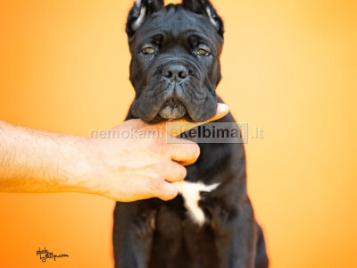 Cane Corso Gražūs šuniukai