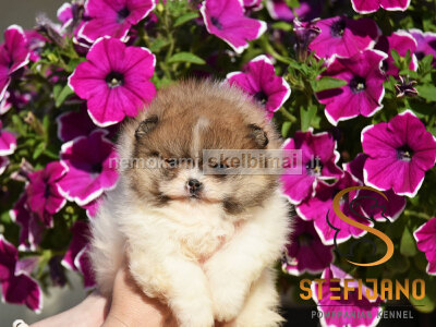 Pomeranijos Boo nuostabūs šuniukai