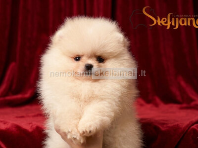 Pomeranai BOO meškiukai, Pomeranijos špicai šuniukai
