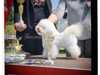 Bichon Frise gražūs šuniukai