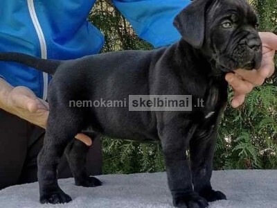 Cane Corso šuniukai