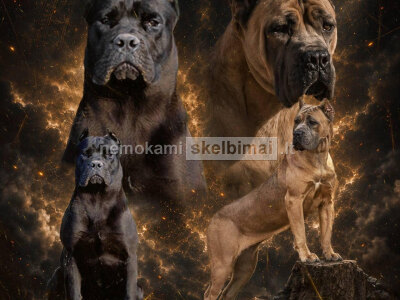 Cane Corso šuniukai