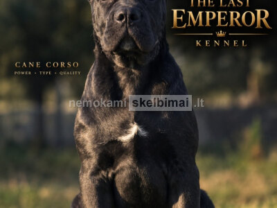 Cane Corso kalytė