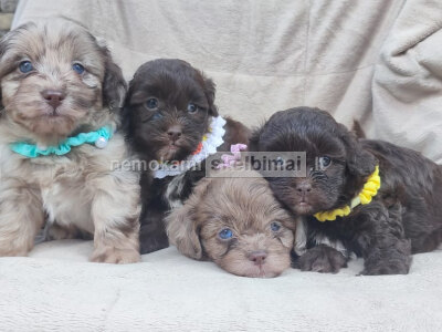 Maltipoo gražūs šuniukai