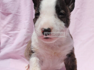 Mini Bull terjerų šuniukai