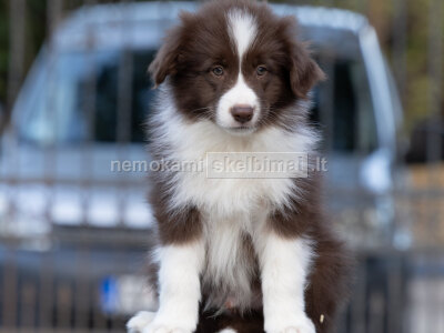 Border Collie šuniukai