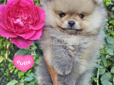 Pomeranijos Boo nuostabūs šuniukai
