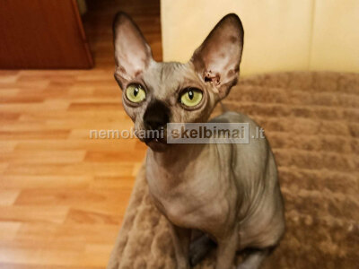 Sphynx kačiukai