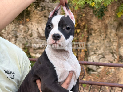 Amerikiečių Stafordšyro terjeras gražūs šuniukai